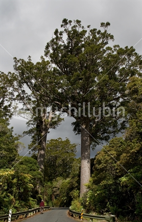 Kauri Trees, New Zealand native plant
