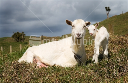 Mother and baby goat, New Zealand