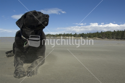 Black labrador enjoying the wind and sand on beach