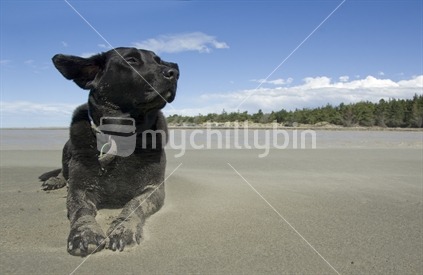 Black labrador enjoying the wind and sand on beach
