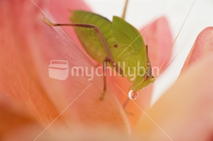 Green aphid on rose