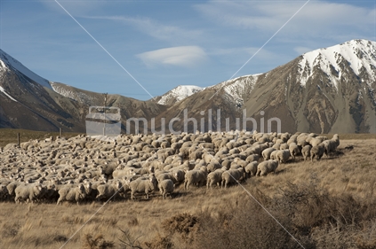 Sheep being mustered near Southern Alps, New Zealand
