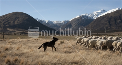 Dogs mustering sheep near Southern Alps, New Zealand