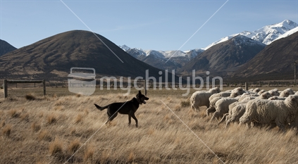 dogs mustering sheep near Southern Alps, New Zealand