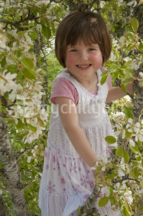 4 year old girl in blossoming pear tree