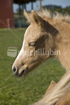 One week old quarter horse foal