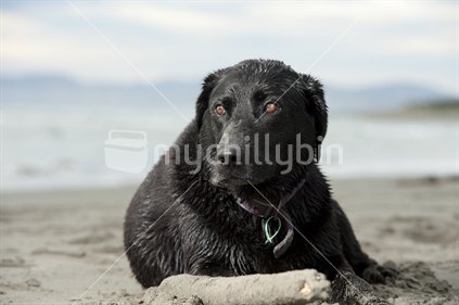 Black labrador relaxing at the beach after a swim