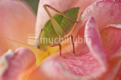 Green aphid on pink rose petals