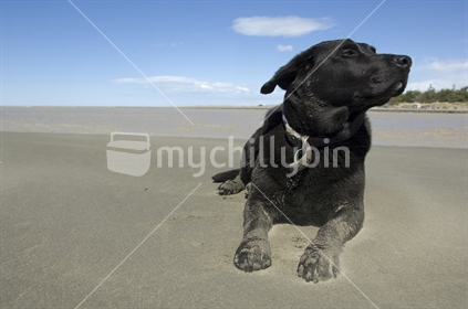 Black labrador enjoying the wind and sand on beach
