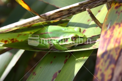 A green and gold bell frog sitting on a flax leaf
