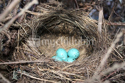 Four eggs in a bird's nest
