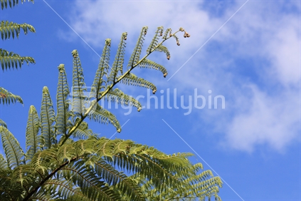 Native fern against a blue sky