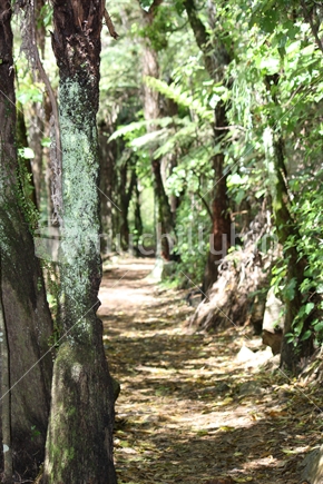 A walking track through a native forest
