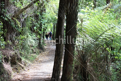 People on a walking track through a native forest