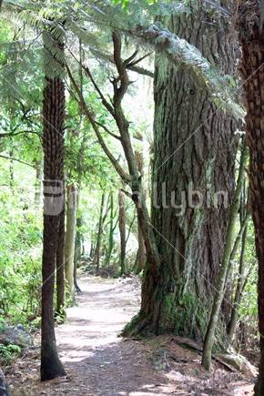 A walking track through a native forest
