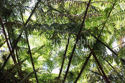 A canopy of native ferns in the forest
