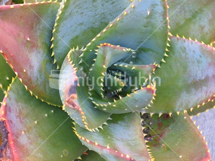 Detail of a succulent plant