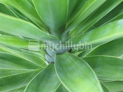 Detail of a yucca plant