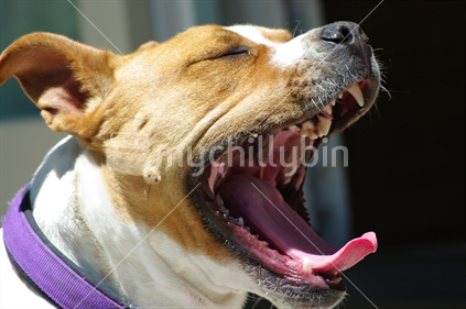 Dog yawning. Could be used for promoting safety/dog attacks etc