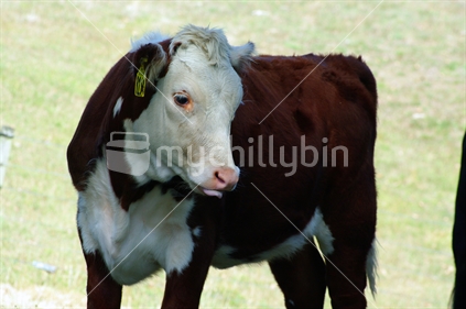 Cow
