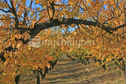 Autumn trees in Central Otago