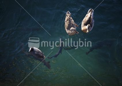 ducks and eels feeding on lake wanaka