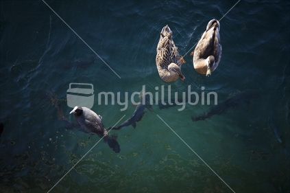 Ducks and eels feeding on lake wanaka