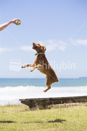 dog jumping for ball