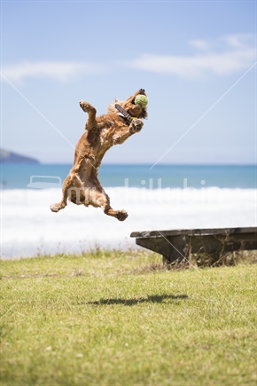 dog jumping for ball