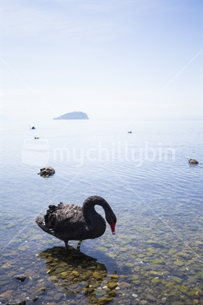 black swans, lake taupo