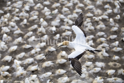 gannet flying over flock, muriwai, auckland