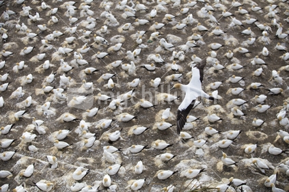 gannet flying over flock, muriwai, auckland