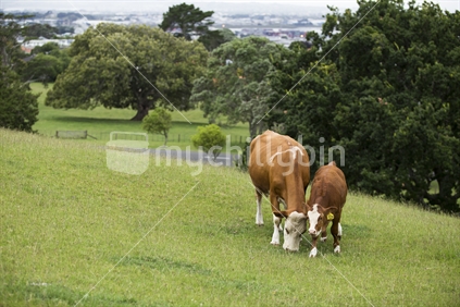 Cow and calf grazing on One Tree Hill, Auckland