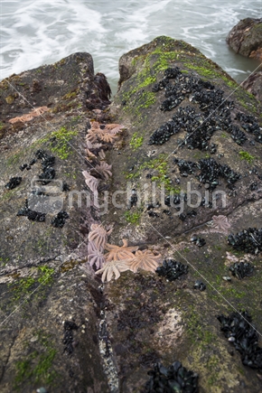 Muriwai beach starfish