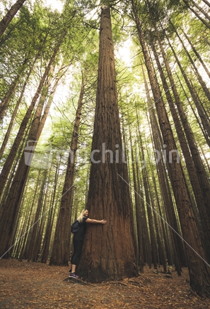 Redwood Forest Rotorua