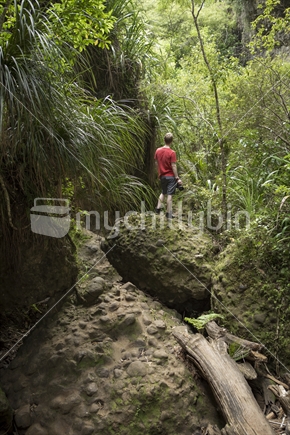 man with camera taking in view of Waitakere bush Auckland