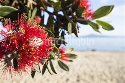 Pohutukawa and beach in Auckland with Rangitoto backdrop