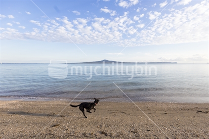 Dog running along beach, Kohimarama Auckland