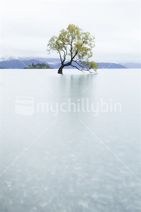 The Famous Lake Wanaka Tree in Autumn