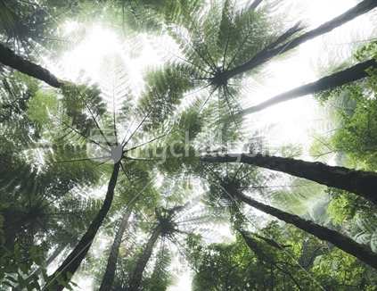 Rainforest Fern tree canopy Northland