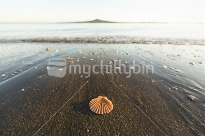 Sea shell and Rangitoto Island, Mission Bay, Auckland