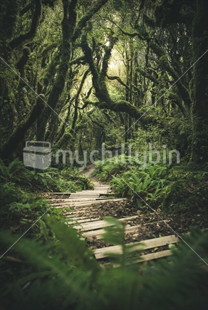 Mt Taranaki walking track and rainforest