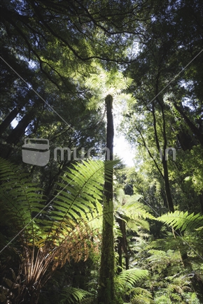 Native Rainforest near Rotorua