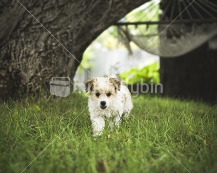 Cute puppy walking in green grass