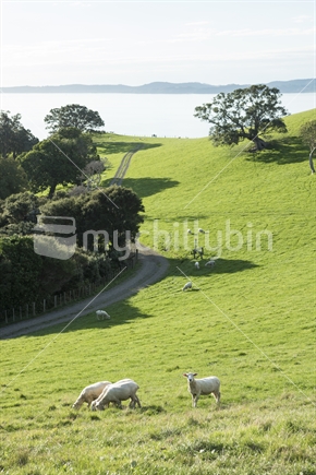 Farm track and sheep grazing on green grass, near Auckland.