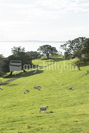 Farm track and sheep grazing, near Auckland.
