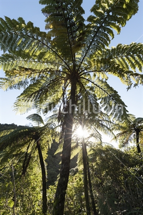 Towering New Zealand ferns in the sunshine