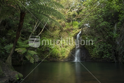 Scenic Auckland waterfall and rainforest