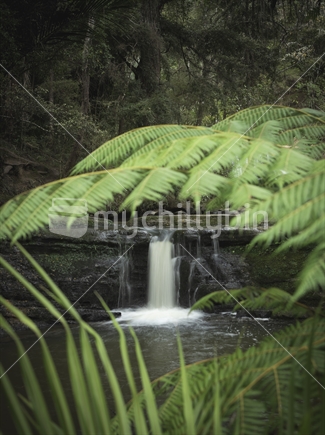 Waterfall in Omeru Reserve, Auckland