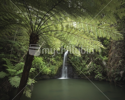 Fern and Waterfall in Omeru Reserve, Auckland